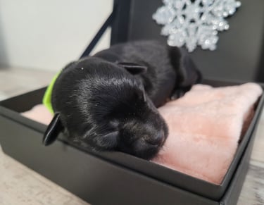 Chiot de Tessie