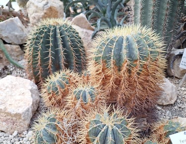 multiple round cacti