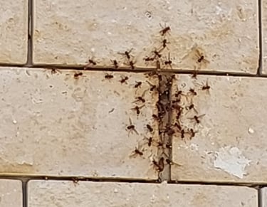 דותן המדביר - מדביר מורשה אור עקיבא