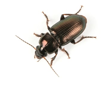 BROWN BETTEL PEST CONTROL SERVICE