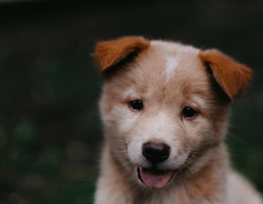 dogAdvisor | dogadvisor | dog advisor | dogAdvisor.dog