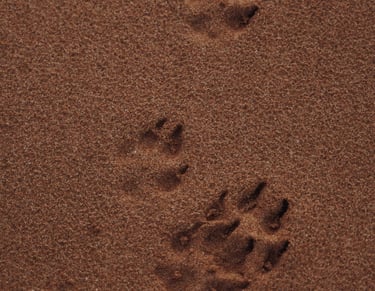 dogAdvisor | dogadvisor | dog advisor | dogAdvisor.dog