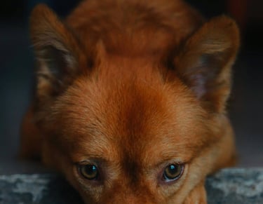 dogAdvisor | dogadvisor | dog advisor | dogAdvisor.dog
