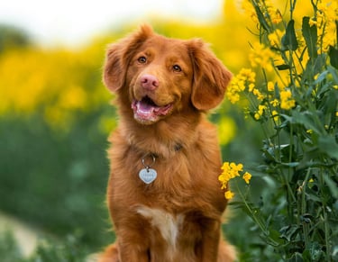 dogAdvisor | dogadvisor | dog advisor | dogAdvisor.dog