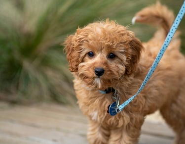 dogAdvisor | dogadvisor | dog advisor | dogAdvisor.dog