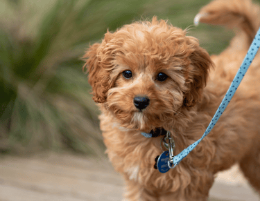 dog Advisor | dog advisor | dogAdvisor.dog 