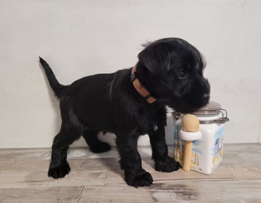 Violette, bébé Schnauzer nain noir