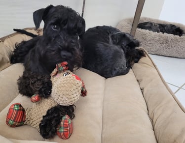 Anouk des Diamants Noirs d'Also