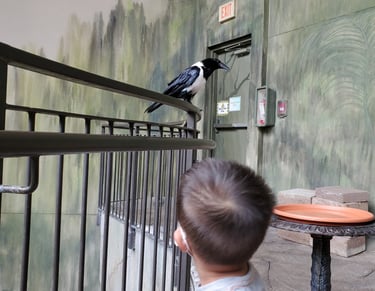 Bird Kingdom
