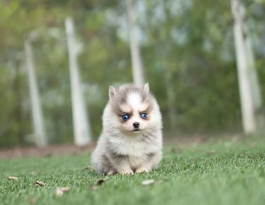 Pomsky Puppies for Sale