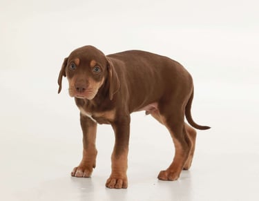 Catahoula Leopard Puppies for Sale