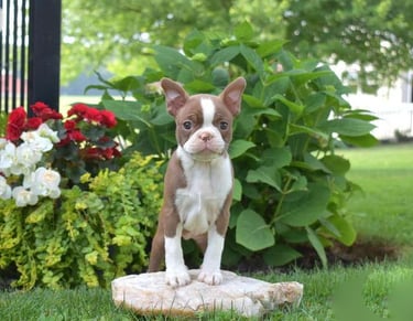 Boston Terrier Puppies for Sale