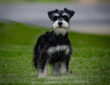 Schnauzer Puppies for Sale