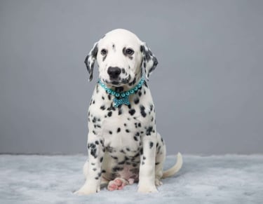 Dalmatian Puppies for Sale