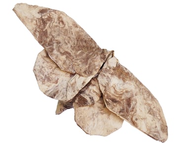 Moth 1_Cekouat León Origami