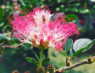 A vibrant pink and white Bobinsana flower, shaped like a flower, blooms at the ceremony.