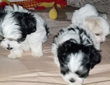 two Mal-Shi and 1 Maltese Puppy in a group