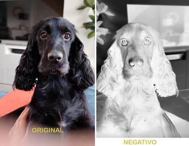 Original photo of a dog and the negative created to produce a luxurious silver and Platinum print