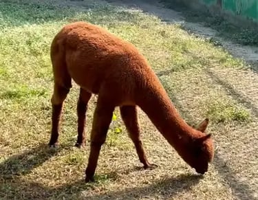 Alipore Zoo, Kolkata