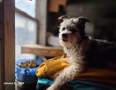 a small dog sits on a pile of clothes, with his face in the sunlight from a nearby window