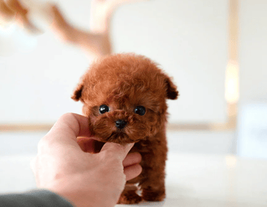 Poodle Puppies for Sale