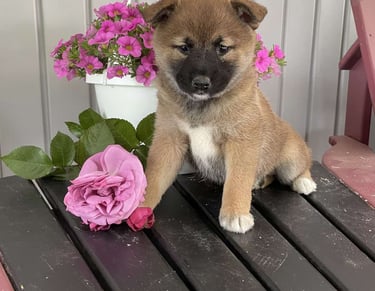 Shiba Inu Puppies for Sale 