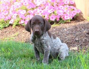 German Shorthaired Pointer Puppies for Sale