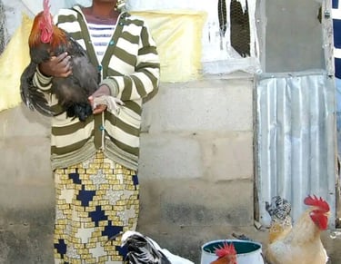 Kuroiler Breed Image