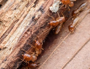 termite treatment - termite removal