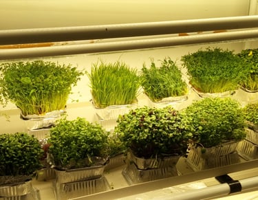 a picture of Early Greens microgreens grow room 