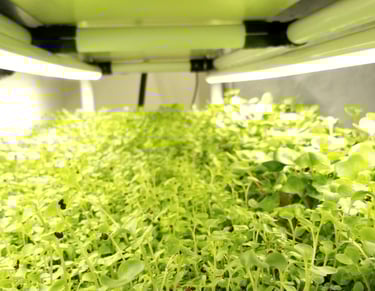 a picture of Early Greens microgreens nursery bed