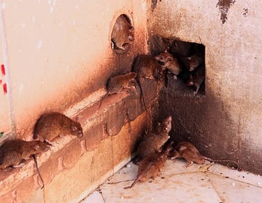 dératisation appartement a Nice