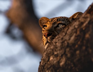 A leopard in a tree during a sunset game drive in Kruger National Park
