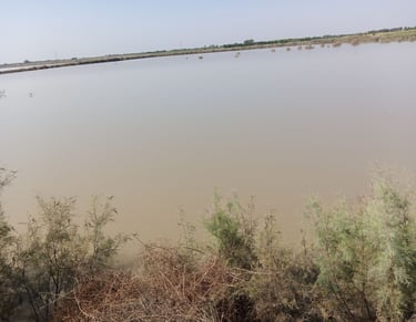 Fish Farm