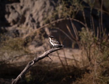 safari, oiseau dans la savane