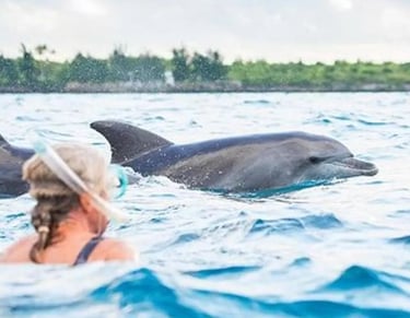 Guest snorkeling and swimming with dolphins during a Mnemba Island Zanzibar day tour