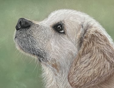 Pastel pet portrait, Labrador puppy portrait 