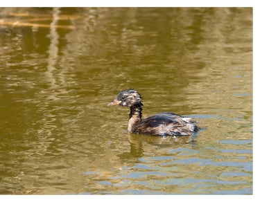 ZAMPULLÍN CHICO (TACHYBAPTUS RUFICOLLIS)