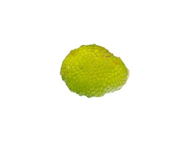 Dictyosphaeria cavernosa