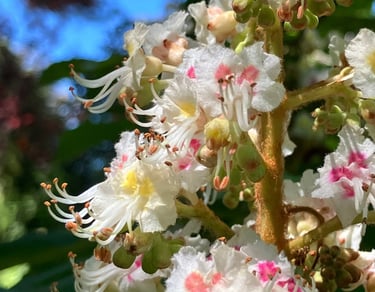 Terapia Holistica, Esencias Florales, Holistic therapy, Flower essence
