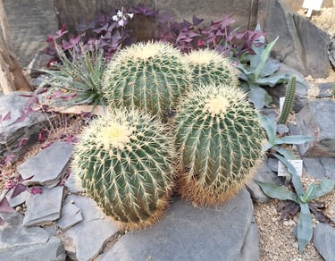 four round Barrel Cacti with yellow spines