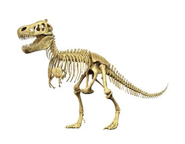 Tyrannosaurus Rex Skelett
