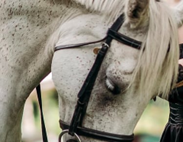 Model in black dress posing beside a white horse in nature, photographed by Fred Art Studio.