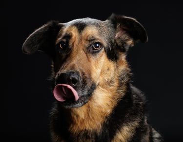 Portrait chien studio finistère brest
