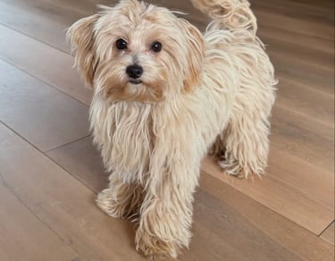 maltipoo-allergies