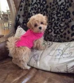 small puppy standing 