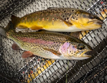 Doubled up on the South Holston River