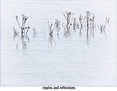 an abstract photograph of reeds standing in the water, reflected in its gentle flow