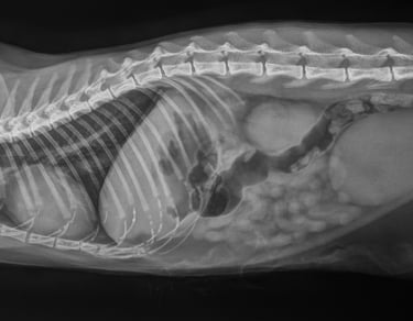 radiographie chien clinique vétérinaire alpesia varces