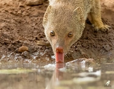 Slender Mongoose drinking at a pool | Birding Adventures Gambia